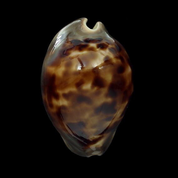 venusta episema 68,2mm