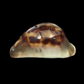 venusta episema 68,2mm