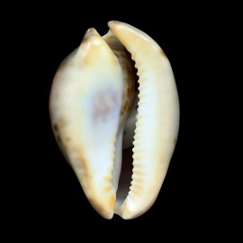 venusta episema 68,2mm