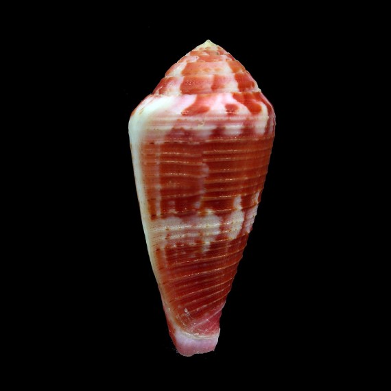 pertusus amabilis 54,1mm BIG
