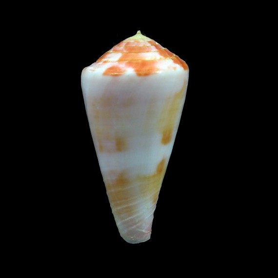 pertusus 48,3mm