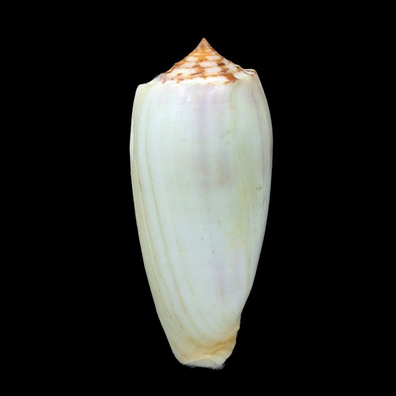 striatus subfloridus 88,0mm BIG
