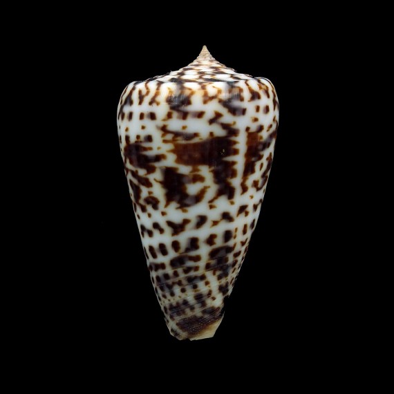 jickelii 45,2mm