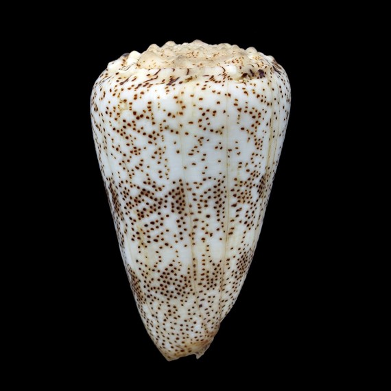 arenatus 72,0mm