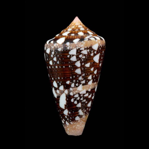 ammiralis