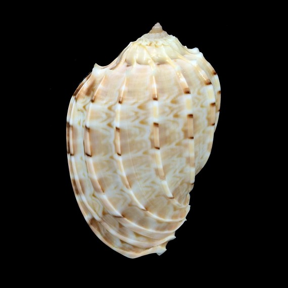 harpa major dwarf 46,7mm