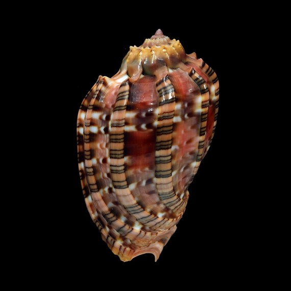 harpa 64,2mm SUPERB