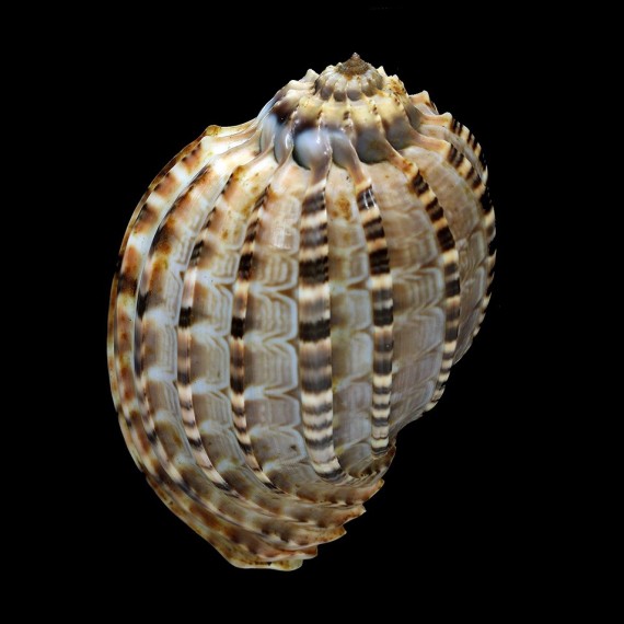 articularis 96,6mm BIG