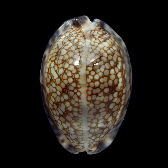 maculifera scindata 62,6mm SUPERB
