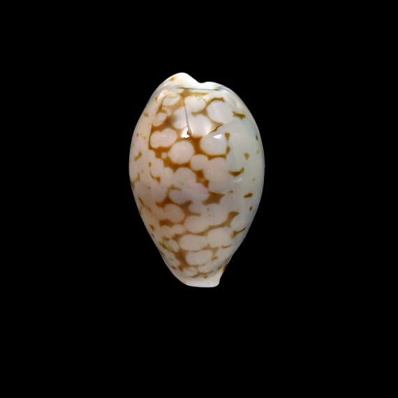 pelliserpentis 20,0mm