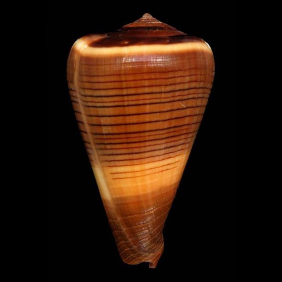 loroisii insignis