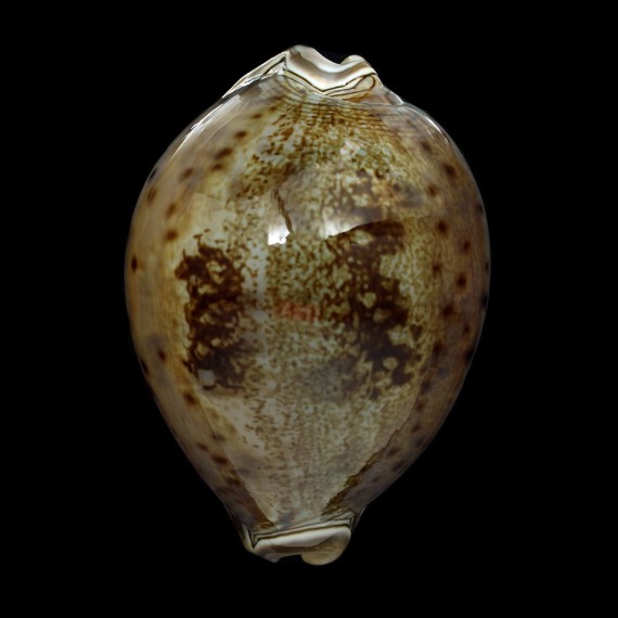 valentia 86,1mm