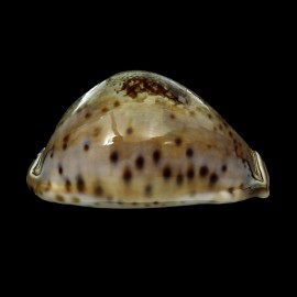 valentia 86,1mm