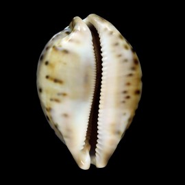 valentia 86,1mm