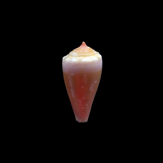 balteatus cernicus 15,3mm