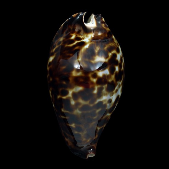friendii friendii 94,4mm BIG