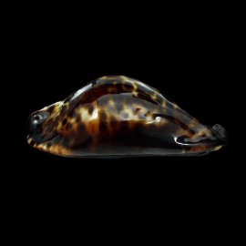 friendii friendii 94,4mm BIG
