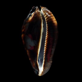 friendii friendii 94,4mm BIG