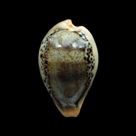 hungerfordi 39,0mm