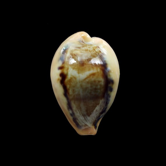 hungerfordi 32,0mm