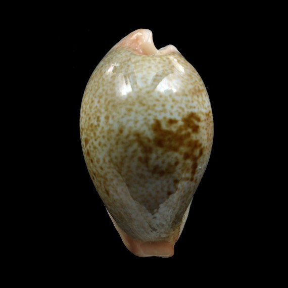 subviridis dorsalis 33,4mm