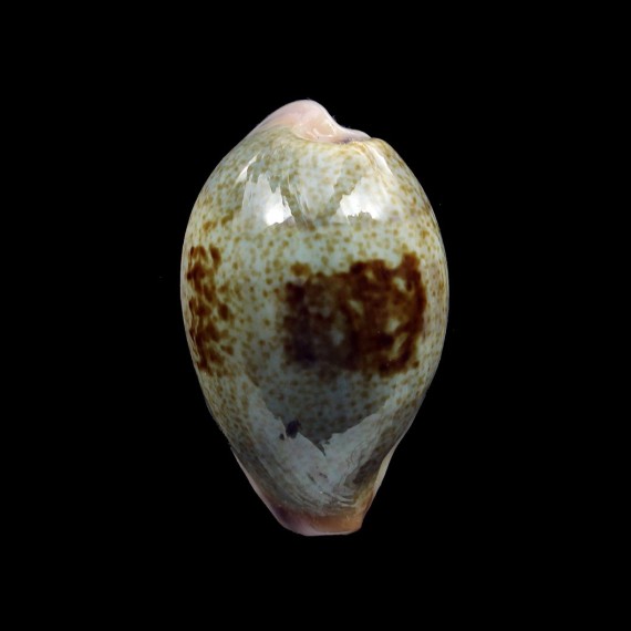 subvirdis dorsalis 30,3mm