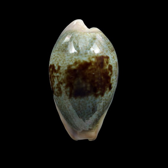 subviridis dorsalis 29,0mm