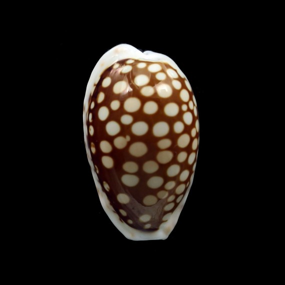 cribraria francescoi 25,7mm