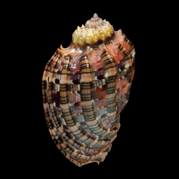 harpa harpa 63,0mm