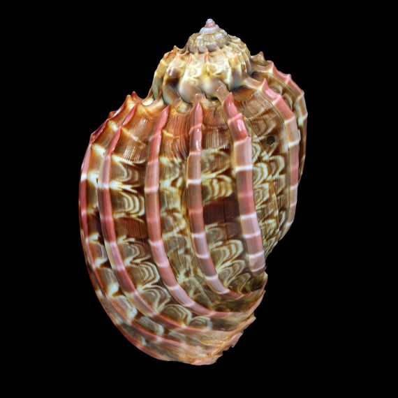 harpa cabriti 94,7mm