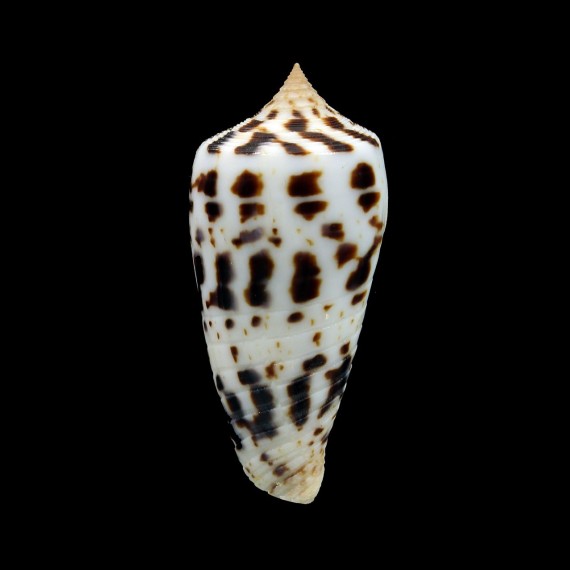 blanfordianus 45,0mm BIG