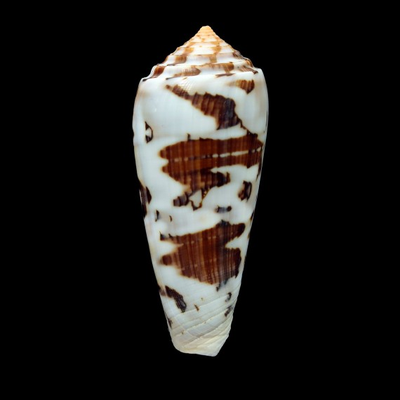 gubernator veillardi 77,4mm UNCOMON