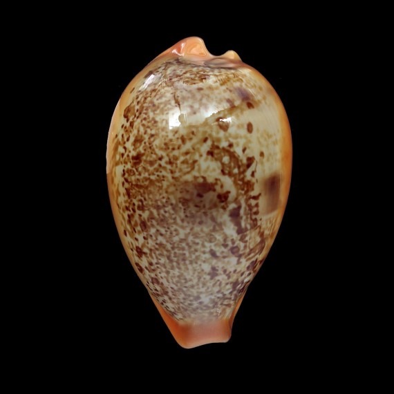langfordi 58,4mm TAIWAN