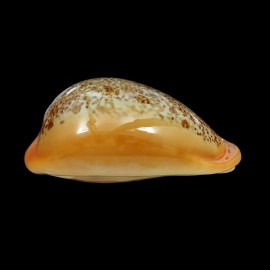 langfordi 58,4mm TAIWAN