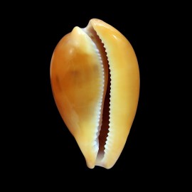langfordi 58,4mm TAIWAN
