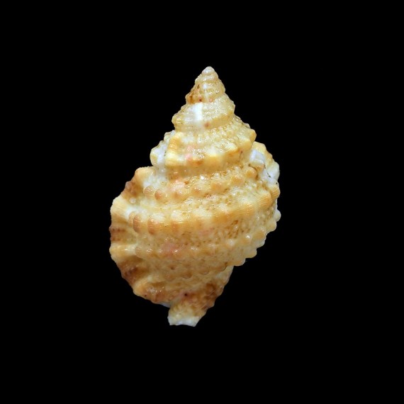 humilis 32,3mm RARE LIVE TAKEN