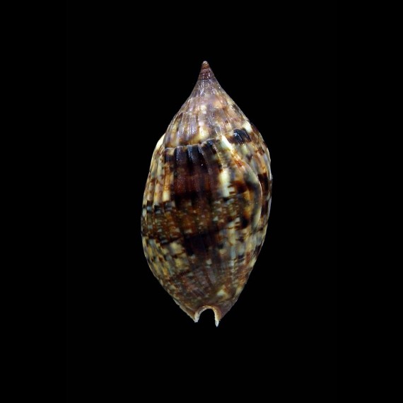 barnesii 31,2mm