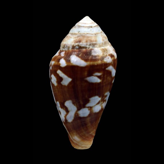 guinaicus 55,1mm BIG