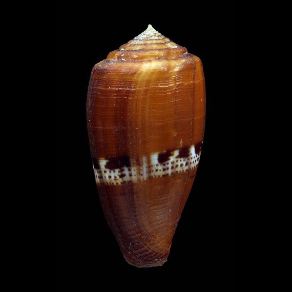 coccineus 47,8mm