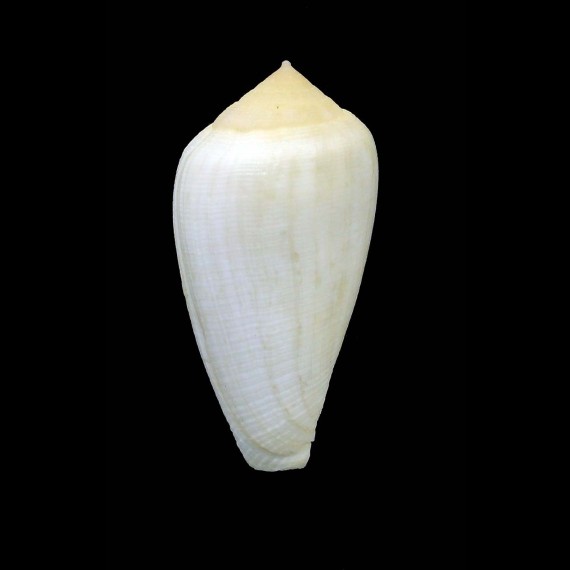 cocceus 50,4mm ALBINO
