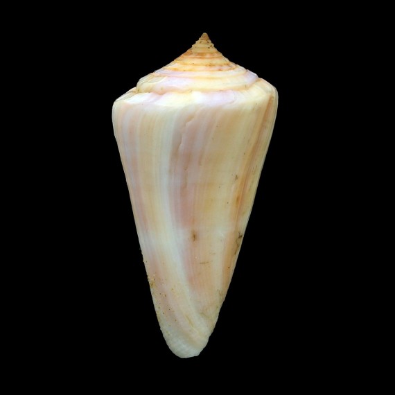 virgatus 61,0mm INTERESTING