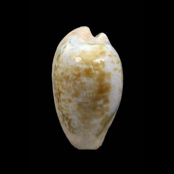 fuscodentata grohorum 38,5mm BIG
