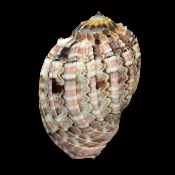 harpa 82,5mm