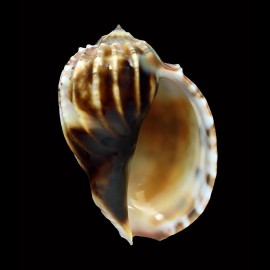 harpa 82,5mm