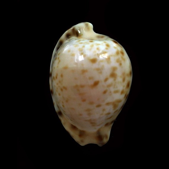 edentula sanfrancesca 21,9mm