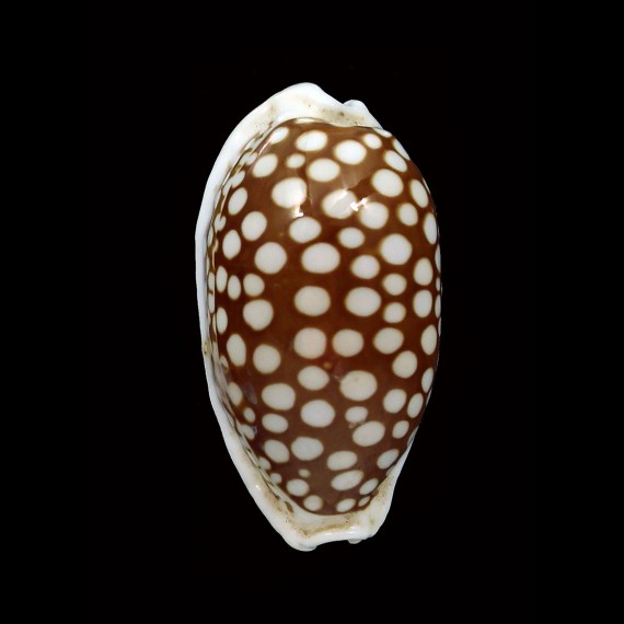cribraria 38,2mm