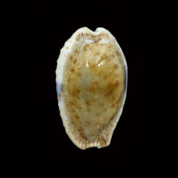 erosa lactescens 43,4mm