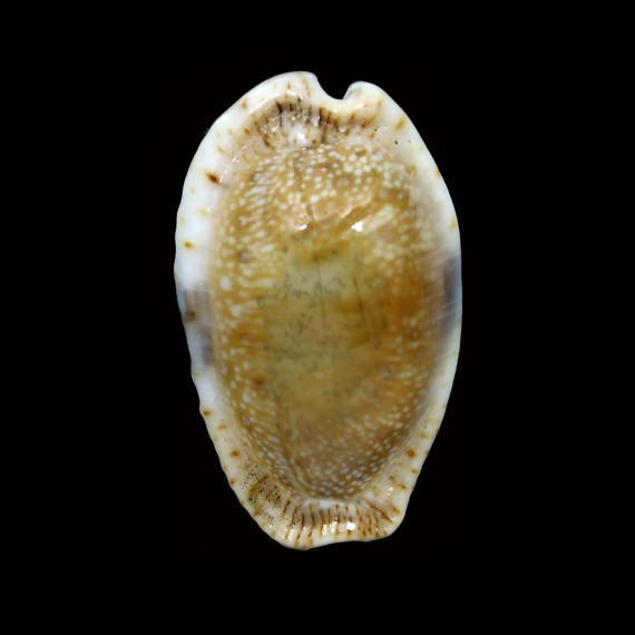 erosa lactescens 41,4mm