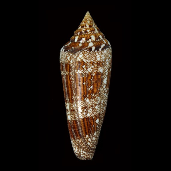 bengalensis 120,8mm INDIA