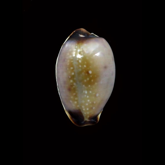 gangranosa reentsii 19,8mm